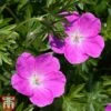 Geranium X Oxonianum 'Rose Clair' -Perfect Greenery gera ox