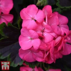 Geranium 'Tall Dark & Handsome Hot Pink' 11 Geranium 'Tall Dark & Handsome Hot Pink' -Perfect Greenery gera41