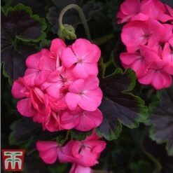 Geranium 'Tall Dark & Handsome Hot Pink' 12 Geranium 'Tall Dark & Handsome Hot Pink' -Perfect Greenery gera5