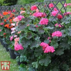 Geranium 'Tall Dark & Handsome Hot Pink' 13 Geranium 'Tall Dark & Handsome Hot Pink' -Perfect Greenery gera6