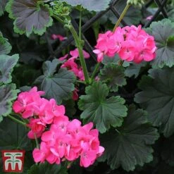 Geranium 'Tall Dark & Handsome Hot Pink' 15 Geranium 'Tall Dark & Handsome Hot Pink' -Perfect Greenery gera7