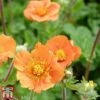 Geum Coccineum 'Cooky' -Perfect Greenery geum cook