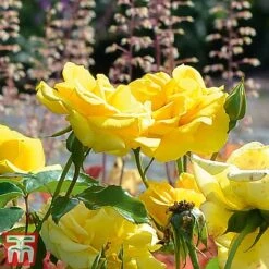 Rose 'Precious Gold' (Floribunda Rose) -Perfect Greenery gold1