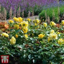 Rose 'Precious Gold' (Floribunda Rose) -Perfect Greenery gold21