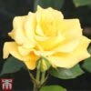 Rose 'Precious Gold' (Floribunda Rose) -Perfect Greenery gold31