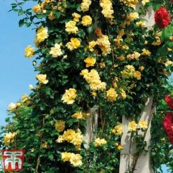Rose 'Golden Showers' (Climbing) -Perfect Greenery golden