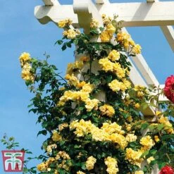 Rose 'Golden Showers' (Climbing) -Perfect Greenery golden2