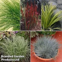 Colourful Ornamental Grass Collection -Perfect Greenery grass coll