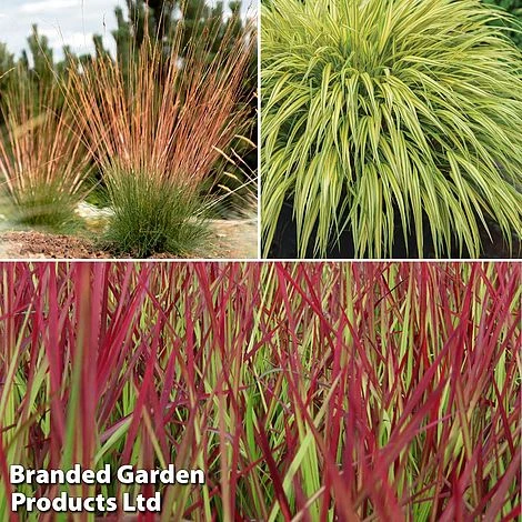 Summer Grass Trio 3 Summer Grass Trio