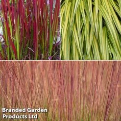 Summer Grass Trio 10 Summer Grass Trio -Perfect Greenery grass trio3