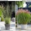 Architectural Grasses Duo -Perfect Greenery grass1