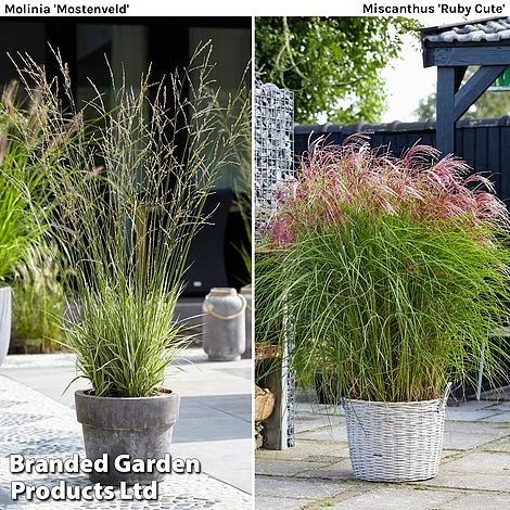 Architectural Grasses Duo 3 Architectural Grasses Duo