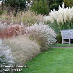 Nurserymans Choice Grass Collection -Perfect Greenery grass2