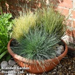 Nurserymans Choice Grass Collection -Perfect Greenery grass21