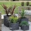 Nurserymans Choice Grass Collection -Perfect Greenery grass3
