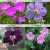 Hardy Geranium Collection -Perfect Greenery hardy geran image