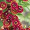 Helenium Autumnale 'Red Shades' -Perfect Greenery hele autumn