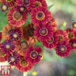 Helenium Autumnale 'Red Shades' 5 Helenium Autumnale 'Red Shades' -Perfect Greenery hele autumn2