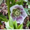 Hellebore 'Hello White' -Perfect Greenery helle