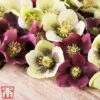 Hellebore X Hybridus 'Mixed' -Perfect Greenery helle1