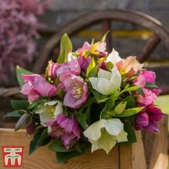 Hellebore X Hybridus 'Mixed' -Perfect Greenery helle3