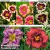 Hemerocallis Fringed Collection -Perfect Greenery helli