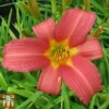 Hemerocallis 'Pink Damask' -Perfect Greenery heme1