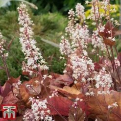 Heuchera 'Caramel' -Perfect Greenery heuchera caramel2