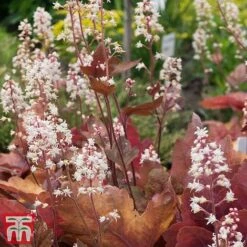 Heuchera 'Caramel' -Perfect Greenery heuchera caramel3