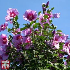 Hibiscus Syriacus 'Purple Pillar' -Perfect Greenery hibi