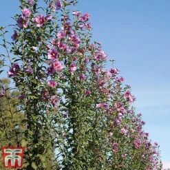 Hibiscus Syriacus 'Purple Pillar' -Perfect Greenery hibis