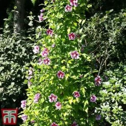 Hibiscus Syriacus 'Purple Pillar' -Perfect Greenery hibs