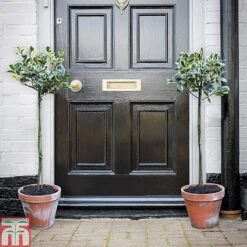 Holly 'Golden King' (Standard Tree) -Perfect Greenery hols1