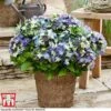 Hydrangea Macrophylla 'Lady Mata Hari Blue' (Royalty Collection) -Perfect Greenery hyd blue T