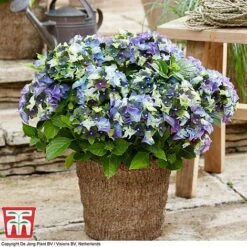 Hydrangea Macrophylla 'Lady Mata Hari Duo' (Royalty Collection) -Perfect Greenery hyd blue T1