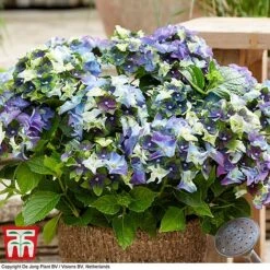 Hydrangea Macrophylla 'Lady Mata Hari Blue' (Royalty Collection) -Perfect Greenery hyd blue T2