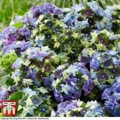 Hydrangea Macrophylla 'Lady Mata Hari Blue' (Royalty Collection) -Perfect Greenery hyd blue T3