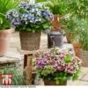 Hydrangea Macrophylla 'Lady Mata Hari Duo' (Royalty Collection) -Perfect Greenery hyd duo T