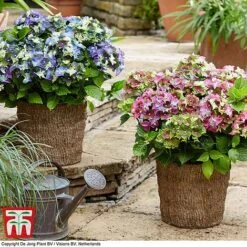 Hydrangea Macrophylla 'Lady Mata Hari Duo' (Royalty Collection) -Perfect Greenery hyd duo T2