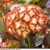 Hydrangea Macrophylla 'Light My Fire' -Perfect Greenery hyd light T