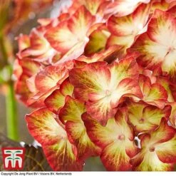 Hydrangea Macrophylla 'Light My Fire' -Perfect Greenery hyd light T2