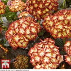 Hydrangea Macrophylla 'Light My Fire' -Perfect Greenery hyd light T3