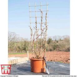 Hydrangea Petiolaris -Perfect Greenery hyd pet1