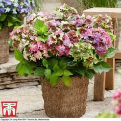 Hydrangea Macrophylla 'Lady Mata Hari Duo' (Royalty Collection) -Perfect Greenery hyd pink T