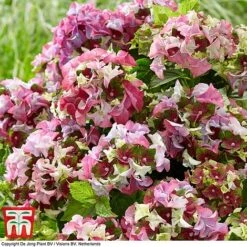 Hydrangea Macrophylla 'Lady Mata Hari Pink' (Royalty Collection) -Perfect Greenery hyd pink T4