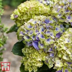 Hydrangea Macrophylla 'Magical Jewel' -Perfect Greenery hydr31