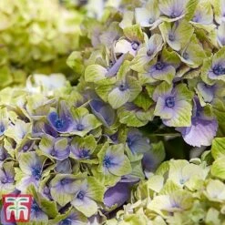 Hydrangea Macrophylla 'Magical Jewel' -Perfect Greenery hydr42