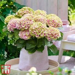 Hydrangea Macrophylla 'Magical Jewel' -Perfect Greenery hydr51