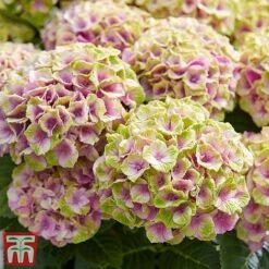 Hydrangea Macrophylla 'Magical Jewel' -Perfect Greenery hydr7