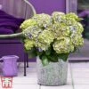 Hydrangea Macrophylla 'Magical Jewel' -Perfect Greenery hydr8